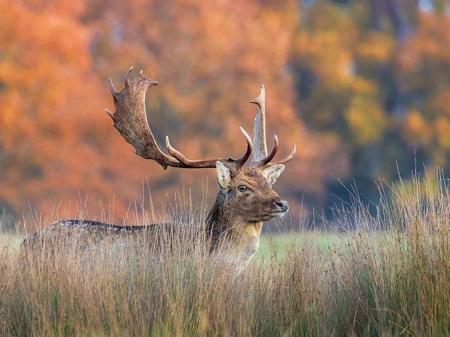 Fallow buck in autumn cover, showing the broad palmated antlers unique to the species.