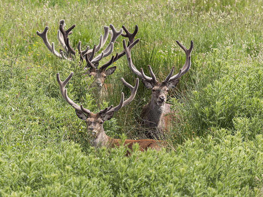 Two red deer stags lying up in deep bracken.
