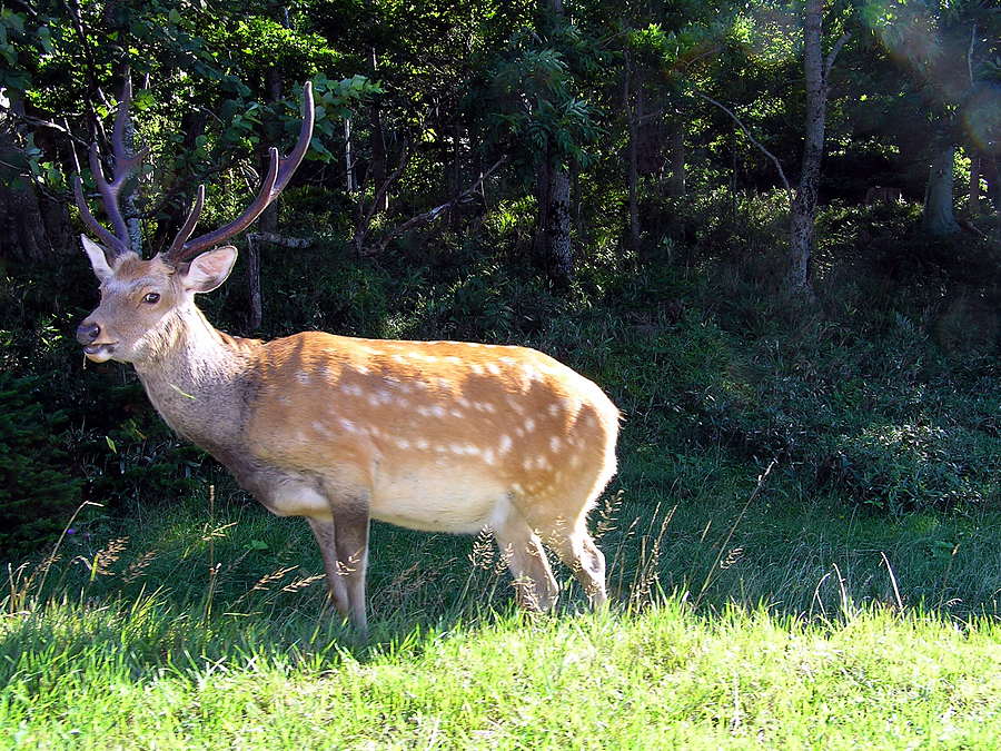 Sika stag in summer coat, showing the spotted flanks and narrow, pointed antlers that tell sika apart from fallow.