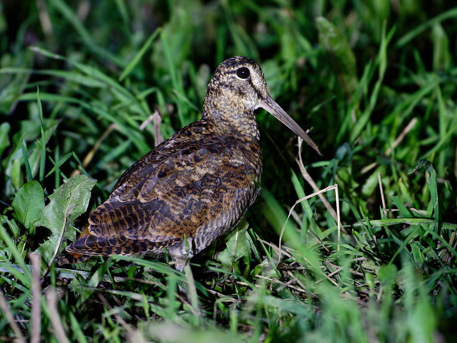 A Eurasian woodcock in rough grass, its barred plumage breaking up its outline.